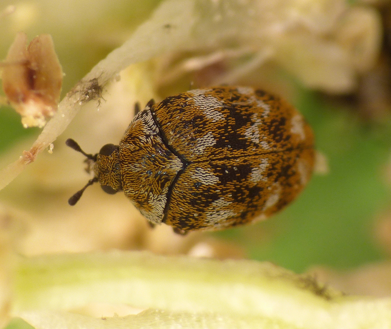 Wollkrautblütenkäfer Anthrenus verbasci auf Rhabarberblüte