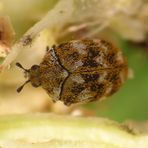 Wollkrautblütenkäfer Anthrenus verbasci auf Rhabarberblüte