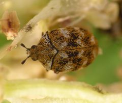 Wollkrautblütenkäfer Anthrenus verbasci auf Rhabarberblüte