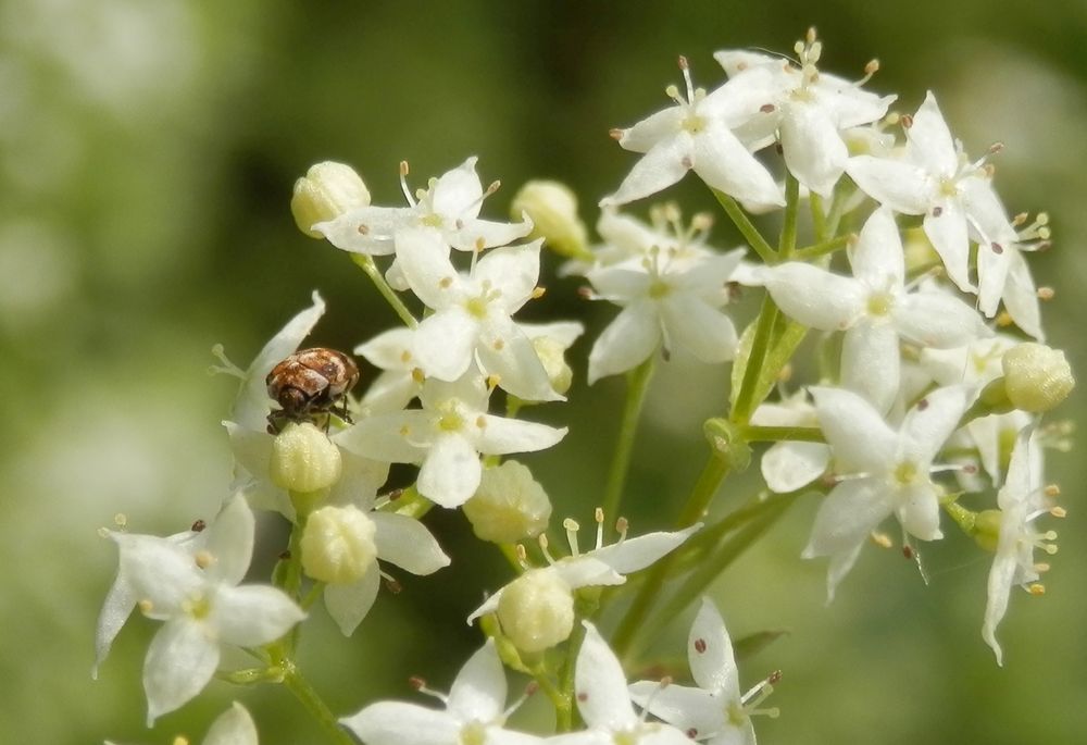 Wollkrautblütenkäfer (Anthrenus verbasci)