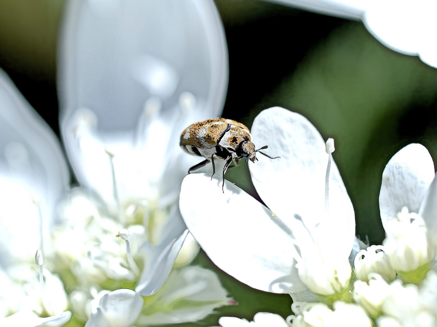 Wollkrautblütenkäfer im Blüten-Wunder-Land 