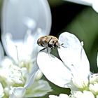 Wollkrautblütenkäfer im Blüten-Wunder-Land 