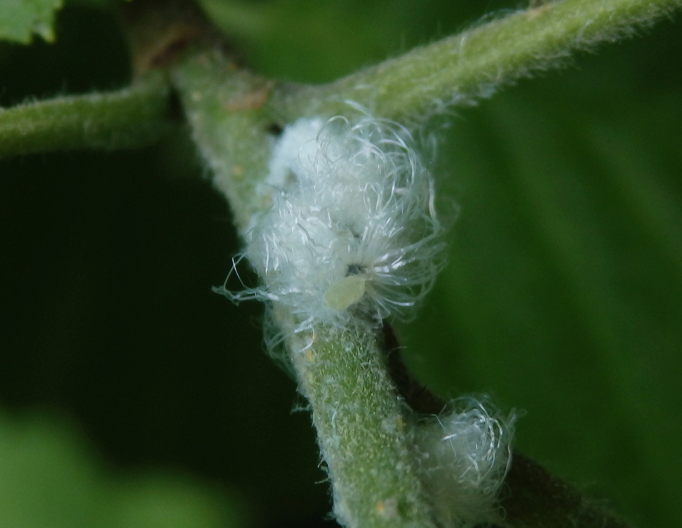 Wollläuse (Pseudococcidae) auf einer Erle