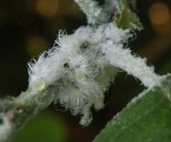 Wollläuse (Pseudococcidae) auf einer Erle