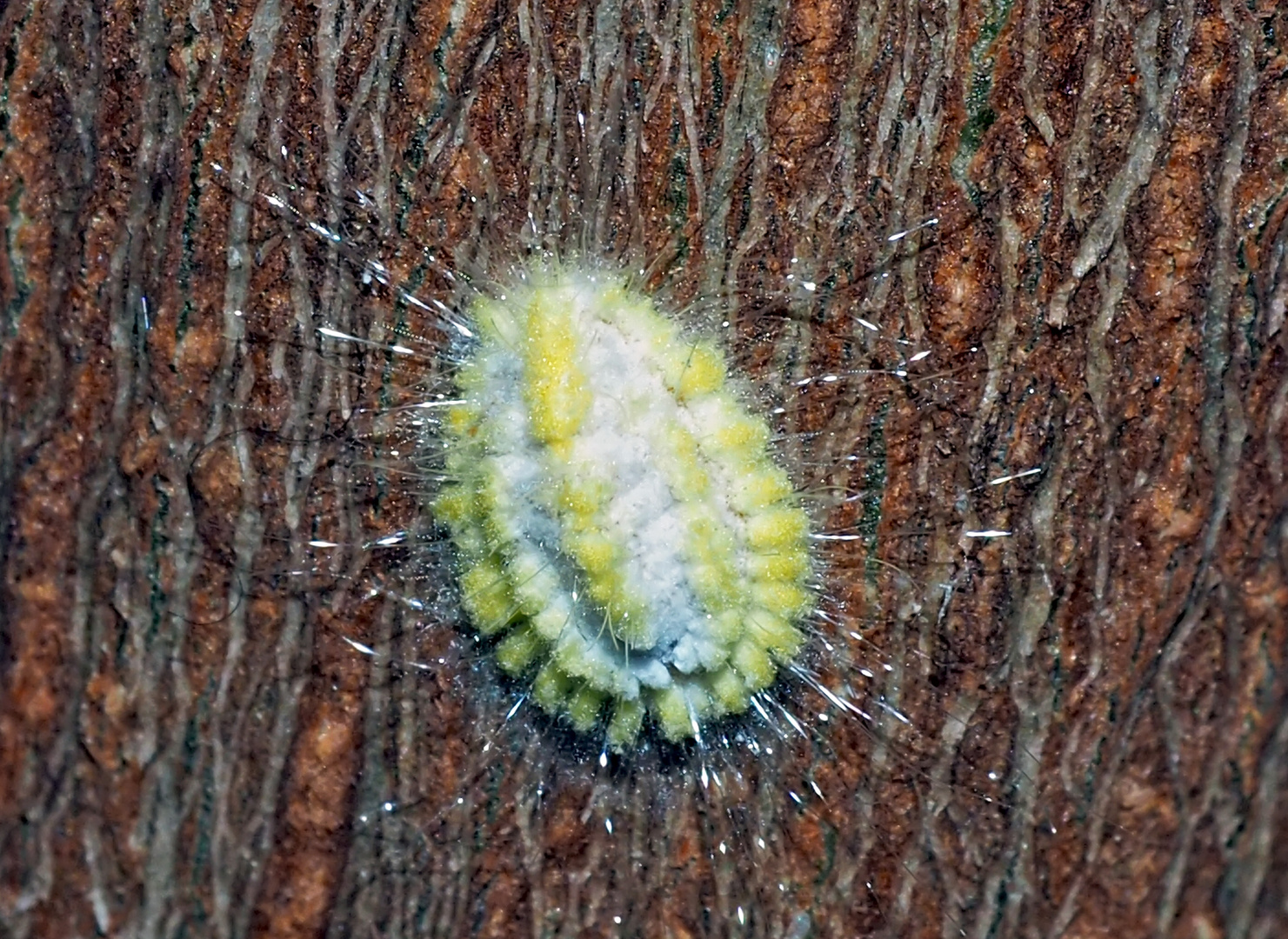 Wollläuse, Schmierläuse (Coccoidea - Pseudococcidae). - Une cochenille farineuse...