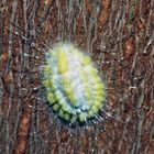 Wollläuse, Schmierläuse (Coccoidea - Pseudococcidae). - Une cochenille farineuse...