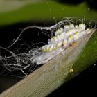 Wolllaus, Schmierlaus (Coccoidea - Pseudococcidae) - Cochenille farineuse... 