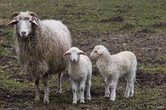 Wollnachschub oder: "Lambwool-the next Generation"