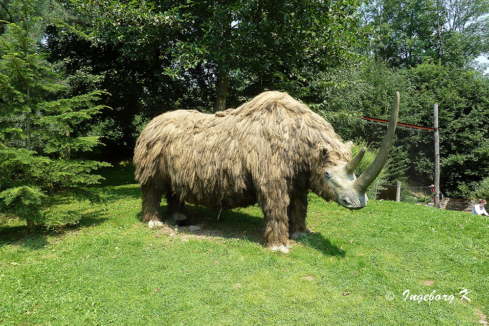 Wollnashorn - Gaia-Zoo Kerkrade