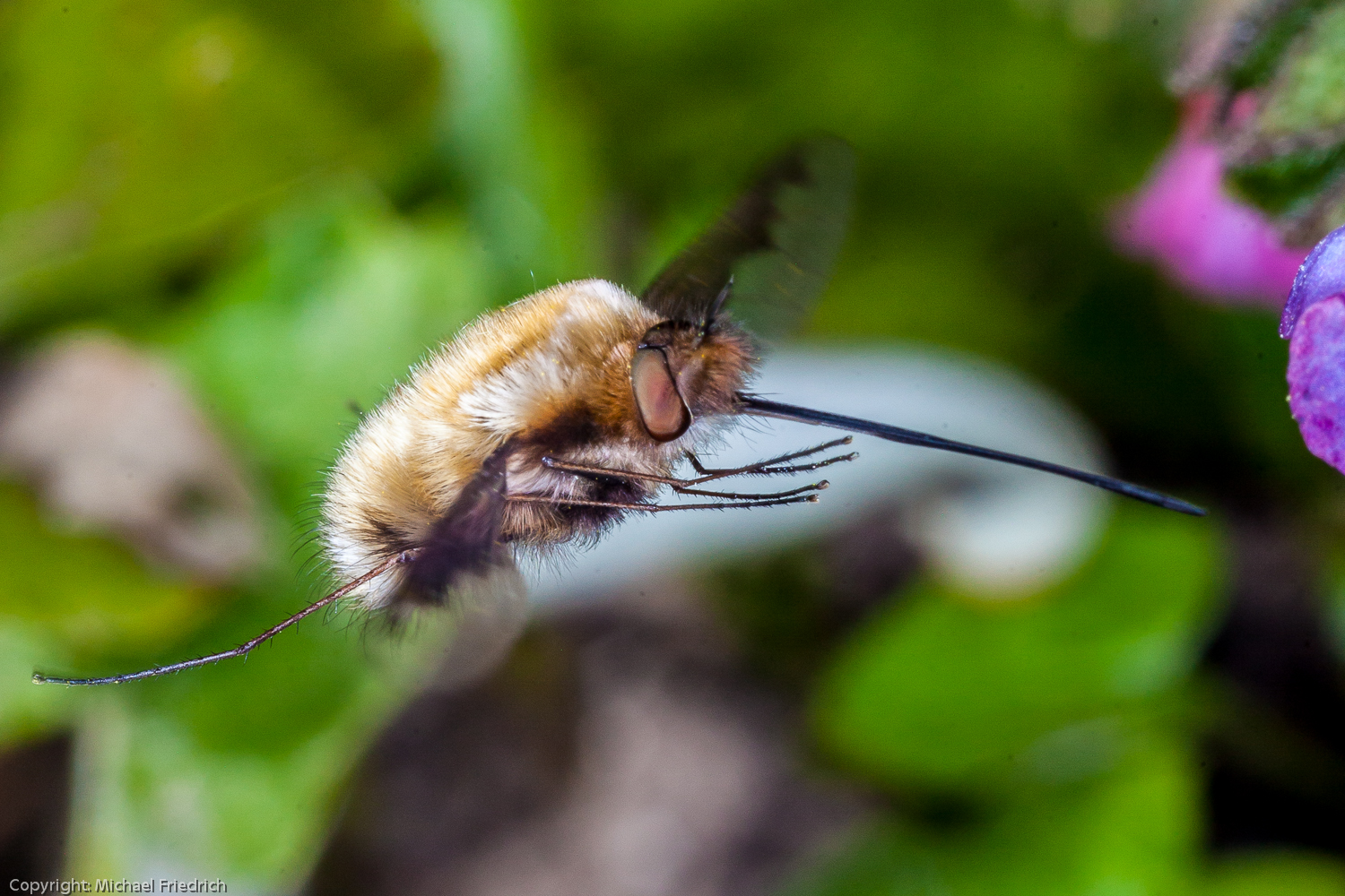 Wollschwärmer im Flug