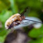 Wollschwärmer im Flug