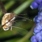 Wollschwärmer im Flug