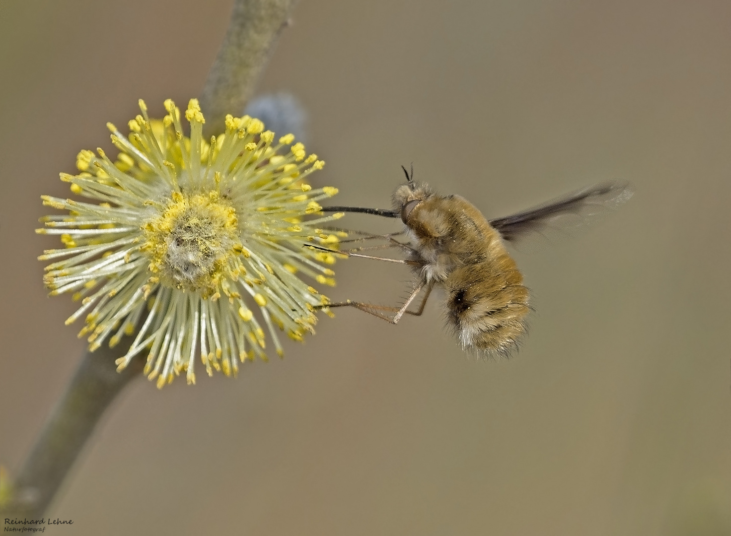  Wollschweber an blühender Salweide