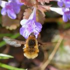 Wollschweber an Blümchen, kein Bienchen