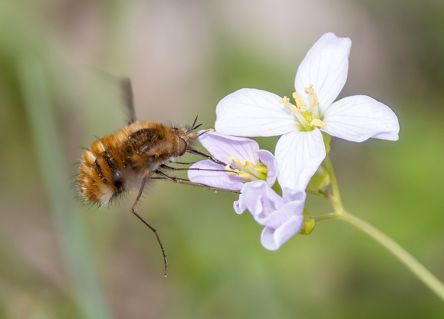 Wollschweber an Blüte