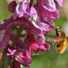 Wollschweber an der Blüte