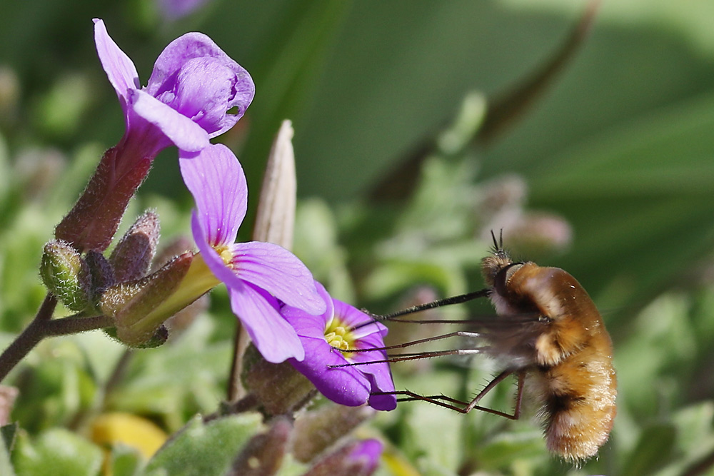 Wollschweber an der Blüte