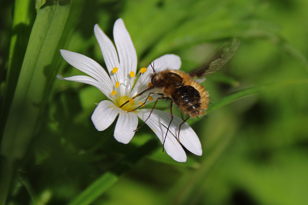 Wollschweber an der Sternmiere