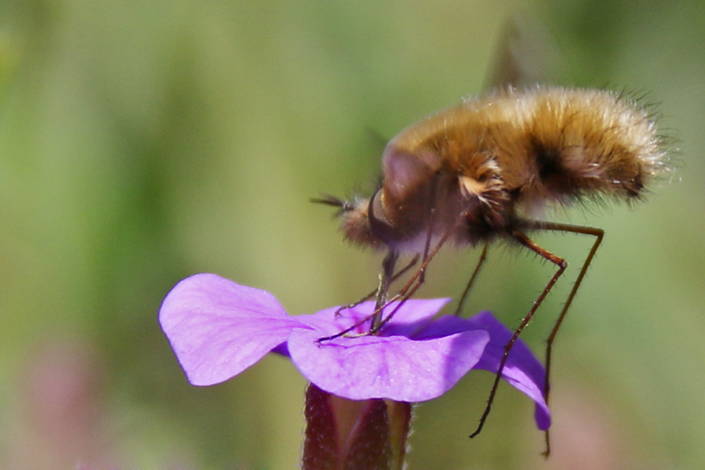 Wollschweber an einer Blüte