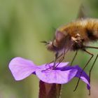 Wollschweber an einer Blüte