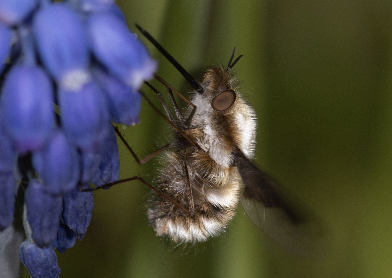 Wollschweber an Hyazinthe