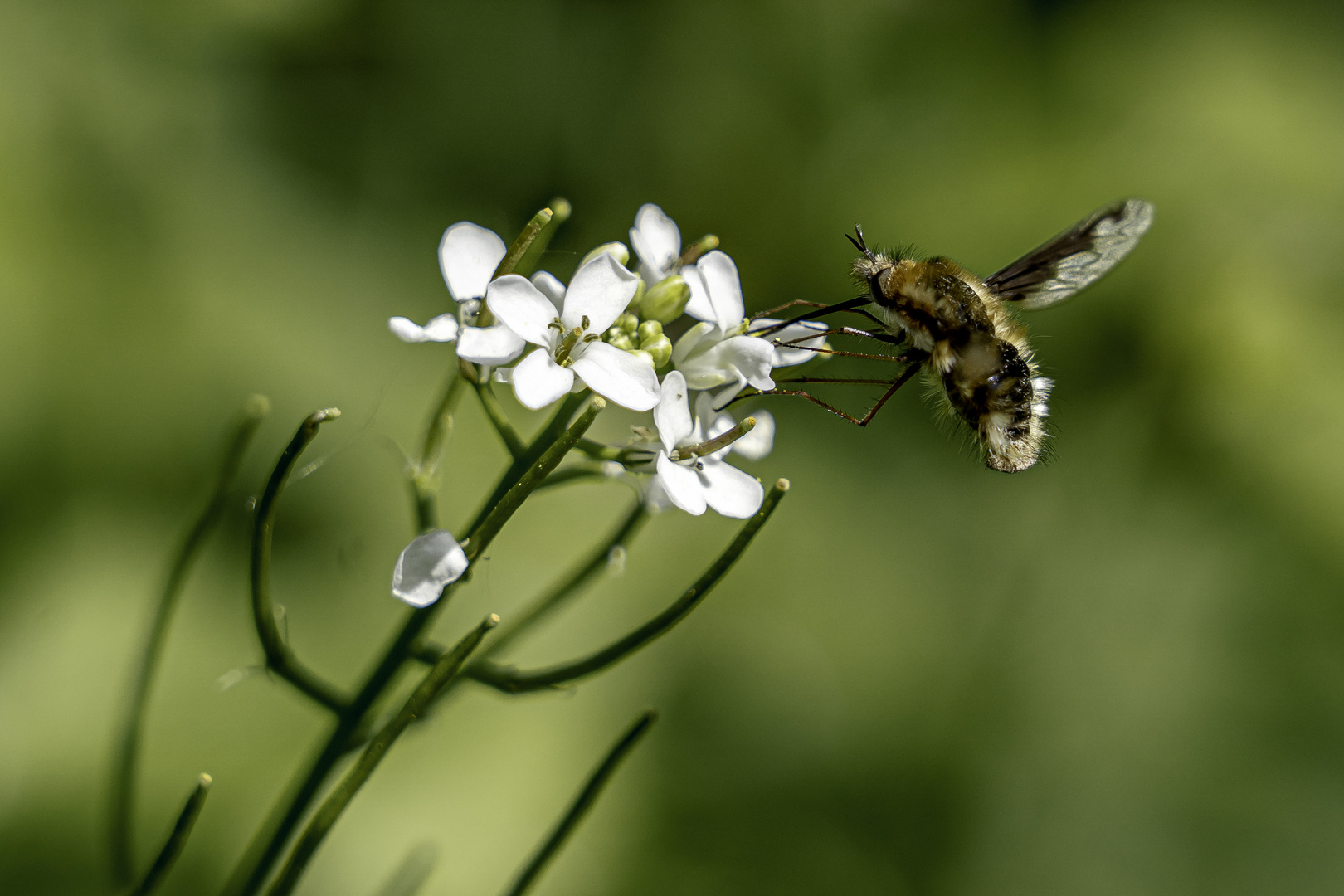 Wollschweber an Knoblauchrauke