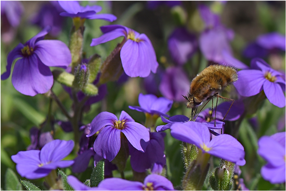 Wollschweber an lila Blüten