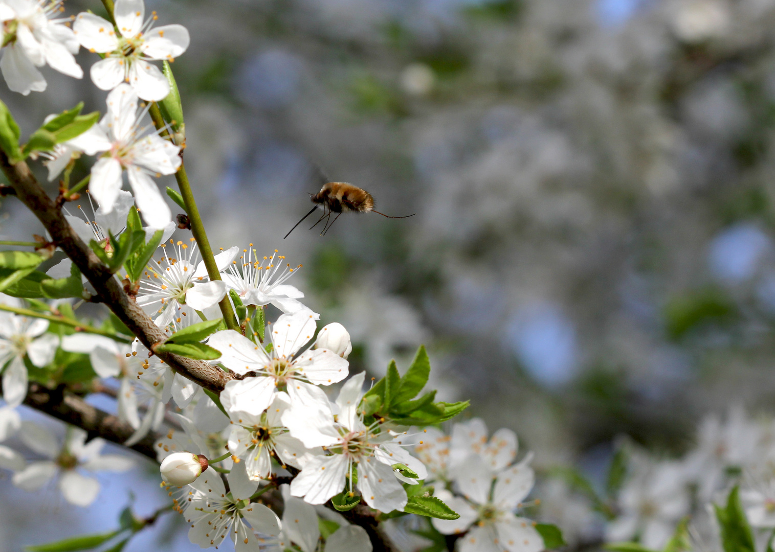 Wollschweber an Mirabelle