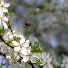 Wollschweber an Mirabelle