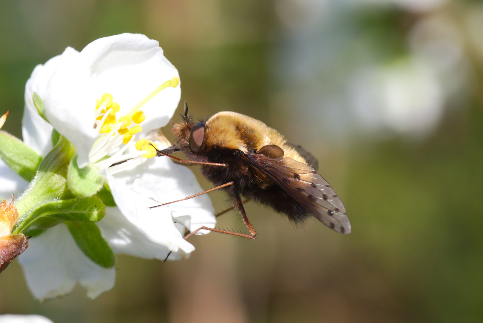 Wollschweber an Pflaumenblüte