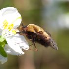 Wollschweber an Pflaumenblüte