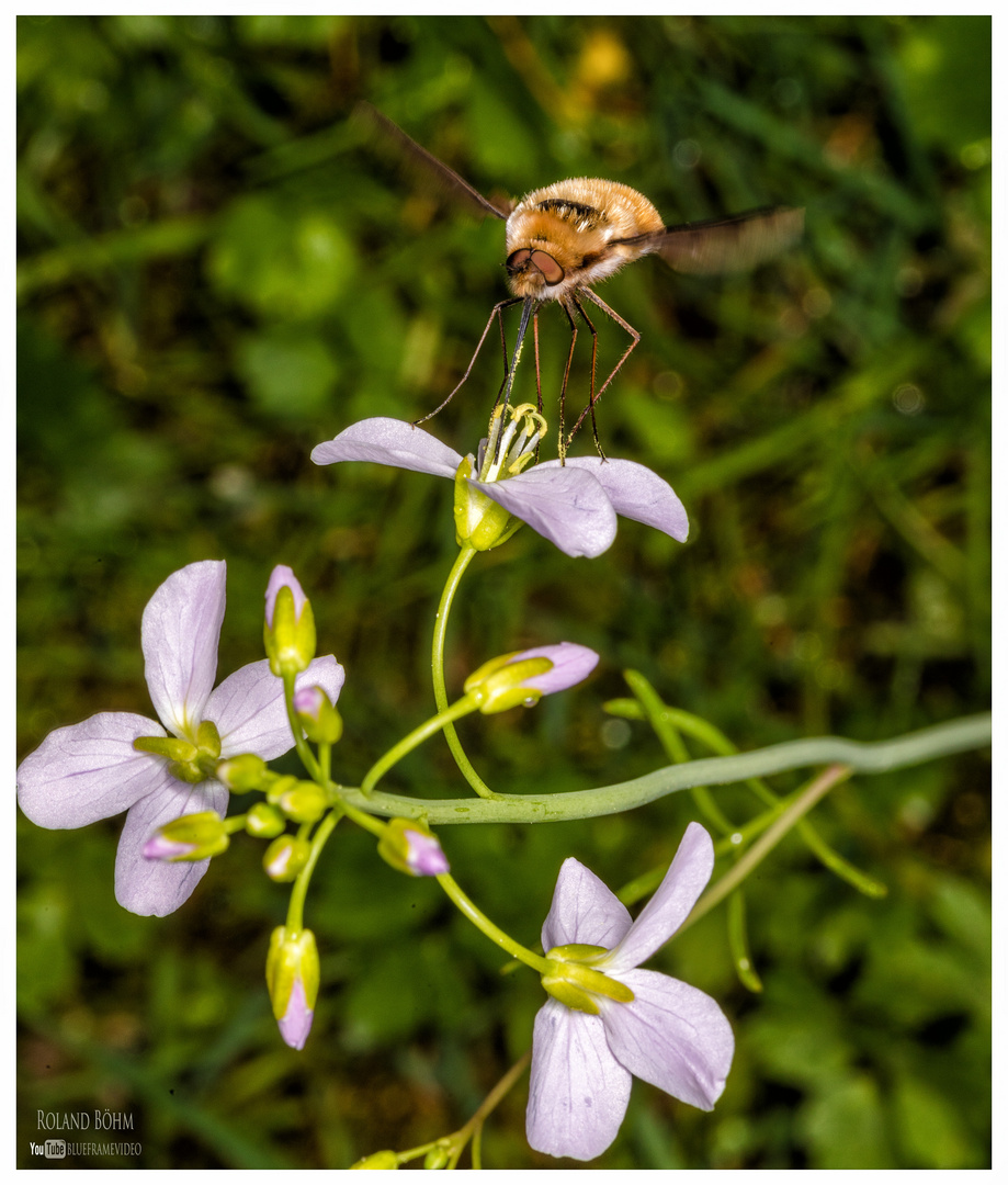 Wollschweber auf Blume