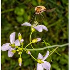 Wollschweber auf Blume