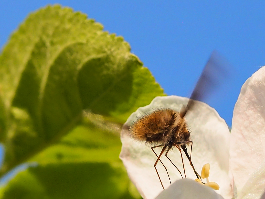 Wollschweber auf einer Apfelblüte