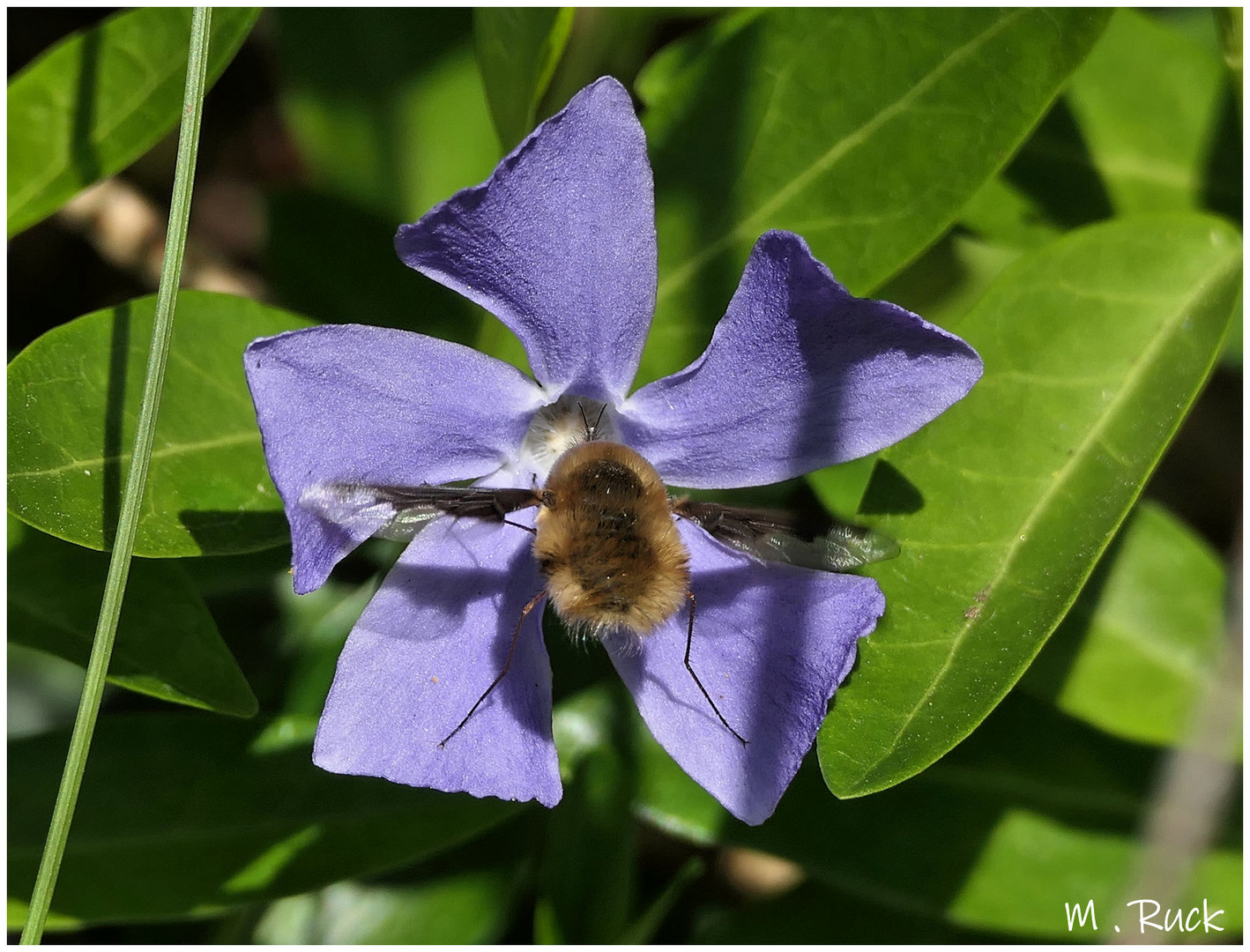 Wollschweber auf einer Immergrün Blüte ,