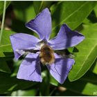 Wollschweber auf einer Immergrün Blüte ,