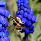   Wollschweber  auf einer Traubenhyazynte 