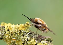 Wollschweber auf Flechte