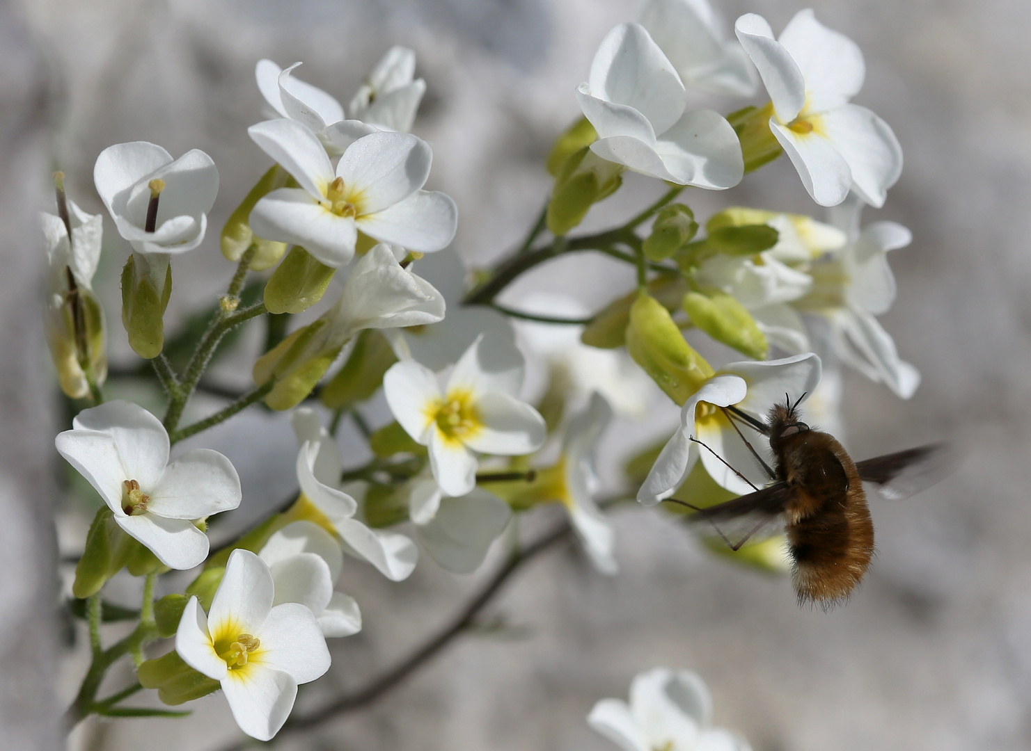 Wollschweber auf Gänsekresse Foto & Bild tiere, wildlife, insekten