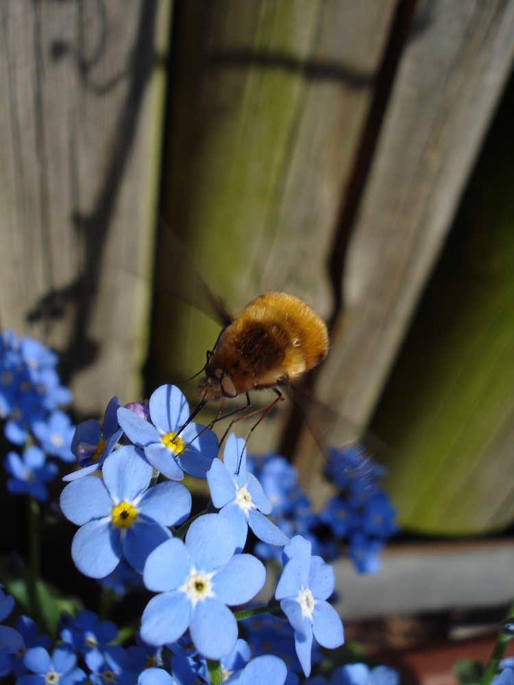 Wollschweber auf meiner Lieblingsblume