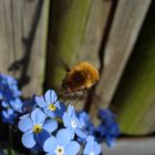 Wollschweber auf meiner Lieblingsblume