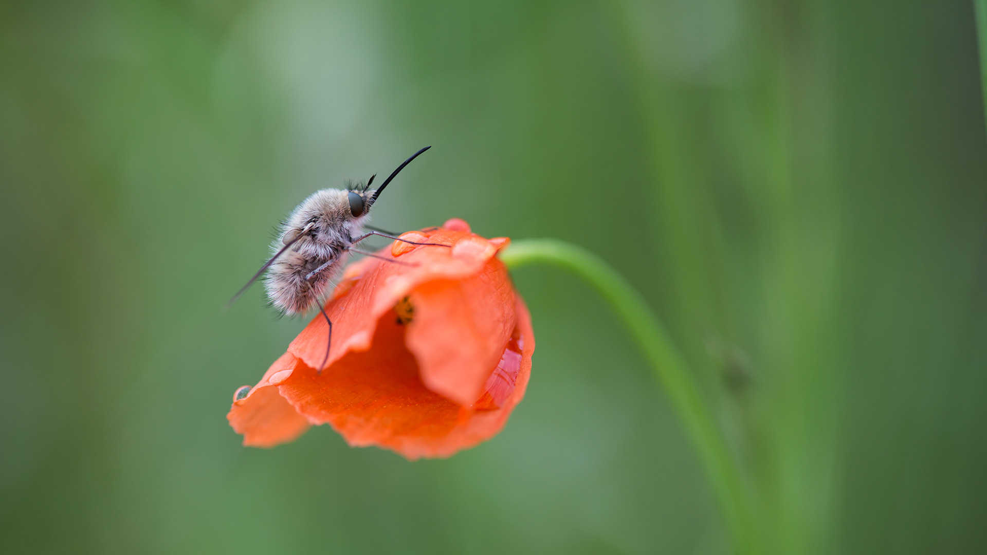 Wollschweber auf Mohn