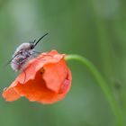 Wollschweber auf Mohn