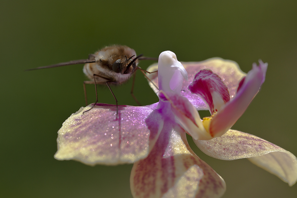 Wollschweber auf Orchidee