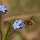 Wollschweber auf Vergissmeinicht - 25.4.15 - Rittmannshausen/Hessen