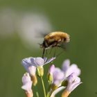 Wollschweber auf Wiesenschaumkraut