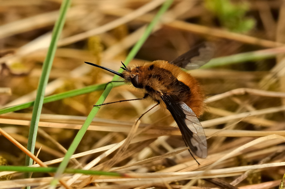 Wollschweber bei einer Flugpause