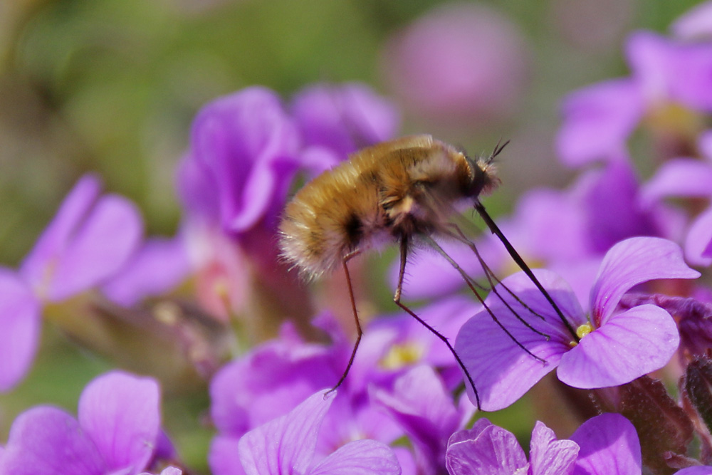 Wollschweber beim Einstechen an der Blüte