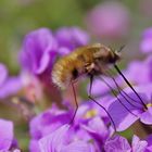 Wollschweber beim Einstechen an der Blüte