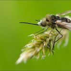 wollschweber ( bombylidae ) 01/13